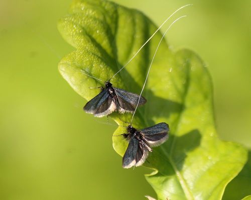 Green Longhorn Moth