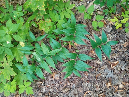 Наблюдение на iNaturalist