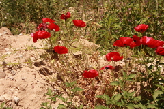 Papaver rhoeas