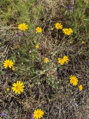 Glebionis coronaria