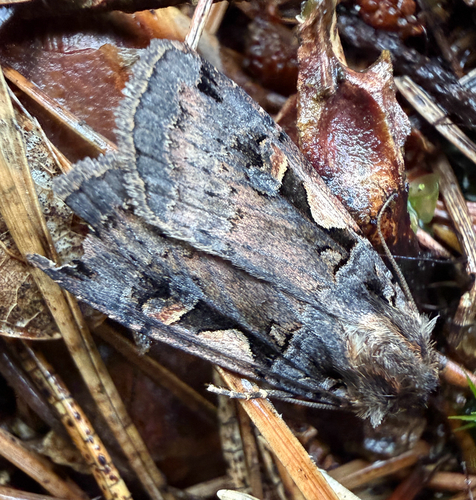 Setaceous Hebrew Character