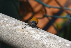 Labidostomis