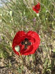 Papaver rhoeas