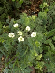 Chaerophyllum temulum