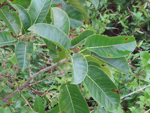 Ficus luschnathiana