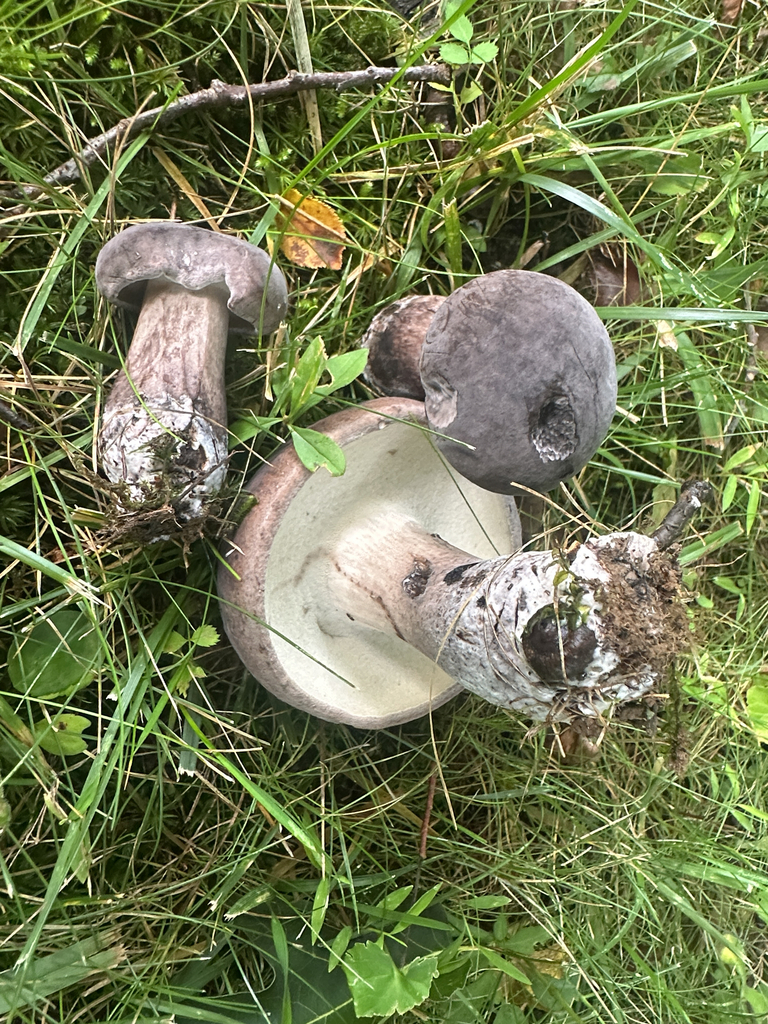 Black Velvet Bolete · August 2026 · photo: Photo: (c) Richard Jacob, some rights reserved (CC BY) · iNaturalist