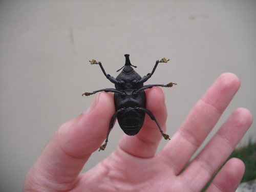 Black coconut bunch weevil photo 4
