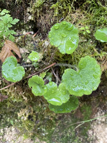 Saxifraga rotundifolia, photograph 5