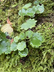 Saxifraga rotundifolia, photograph (c) Kerstin Reifenrath, some rights reserved (CC BY)