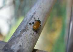 Labidostomis