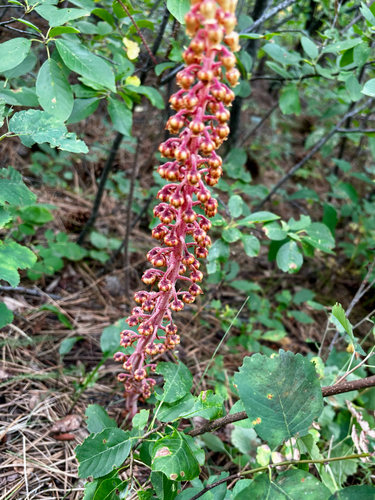 woodland pinedrops
