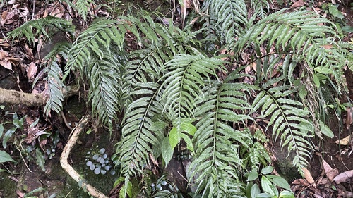 Asplenium wrightii observed 2026-08-18