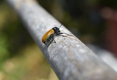 Labidostomis