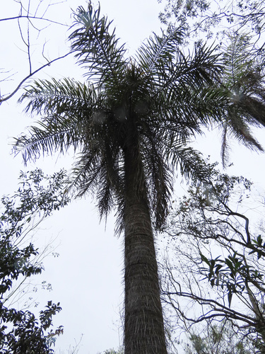 Acrocomia totai, photograph 2