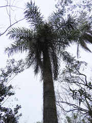 Acrocomia totai, photograph (c) Nicolas Olejnik, some rights reserved (CC BY)
