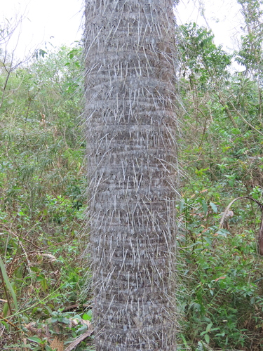 Acrocomia totai, photograph 3