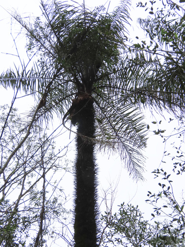 Acrocomia totai, photograph 5