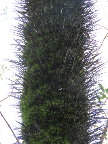 Acrocomia totai, photograph 4