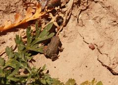 Bufotes viridis viridis