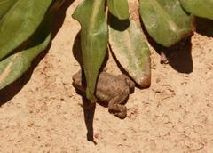 Bufotes viridis viridis