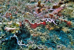 Idiotropiscis lumnitzeri