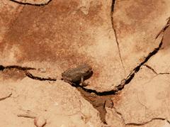 Bufotes viridis viridis