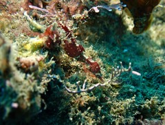 Idiotropiscis lumnitzeri