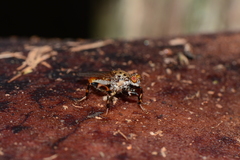 Tapeigaster cinctipes