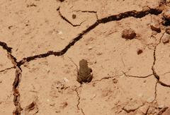 Bufotes viridis viridis