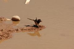 Hirundo rustica