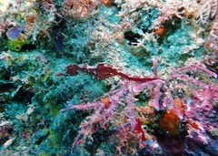 Idiotropiscis lumnitzeri