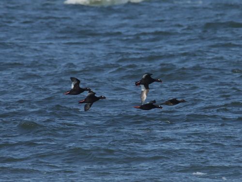 Stejneger's Scoter