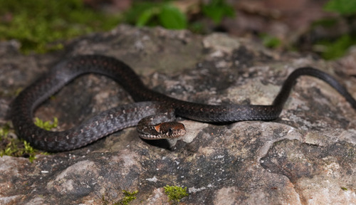 Pope's Keelback