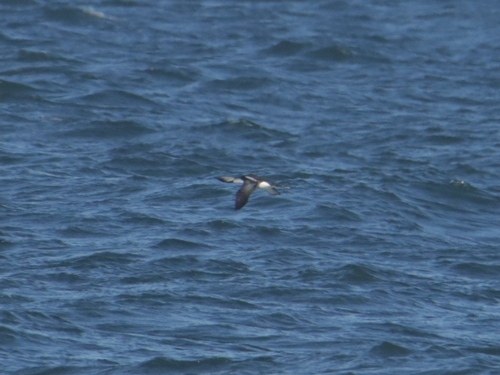 Arctic Loon