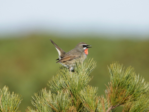 Siberian Rubythroat