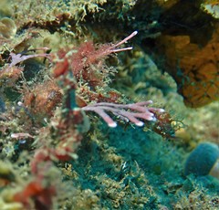 Idiotropiscis lumnitzeri