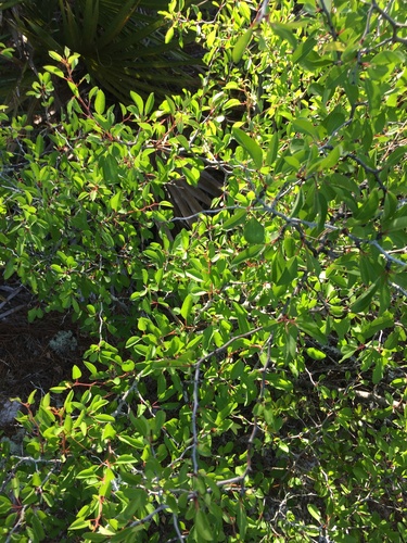 Prunus geniculata