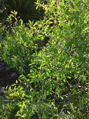 author not stated, no rights reserved Prunus geniculata, photograph author not stated, no rights reserved