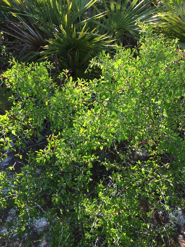 Prunus geniculata, photograph 2