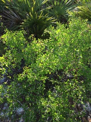 author not stated, no rights reserved Prunus geniculata, photograph author not stated, no rights reserved