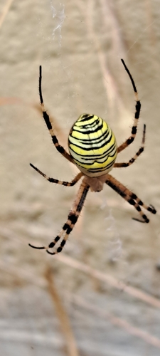 Wespenspinne