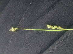 Carex pediformis