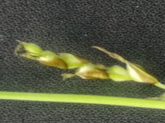 Carex pediformis