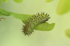 Periclista