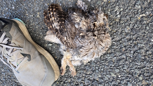 Western Screech-Owl seen in Sonoma Valley