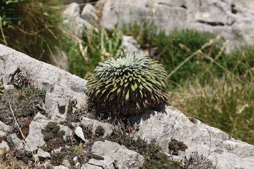 Saxifraga longifolia, photograph 4