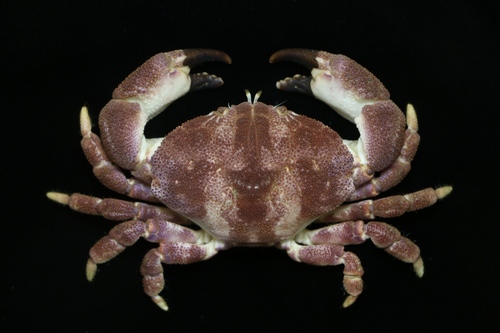 Atergatopsis amoyensis