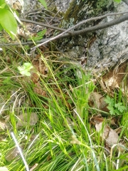 Carex pediformis