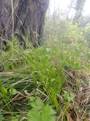 Carex pediformis