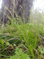 Carex pediformis